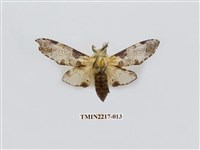 藏品(臺灣枝背舟蛾)的圖片